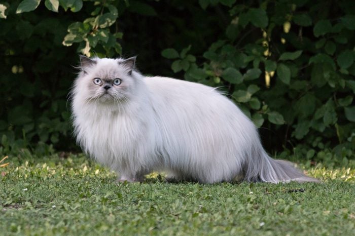 Portrait Of Persian Cat Standing On Field