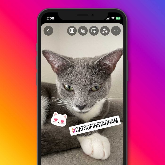 Instagram Stories interface on an iPhone displaying a photo of a gray cat.