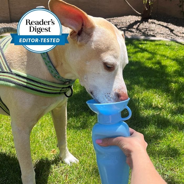 Editor Tested Springer Water Bottle For Dogs