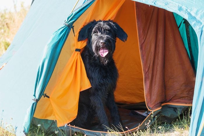 black shaggy Dog Camping In A Tent