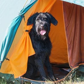 black shaggy Dog Camping In A Tent