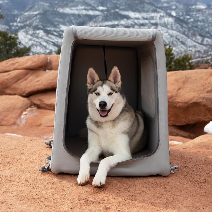 Husky on a mountain in the Enventur Inflatable Dog Crate