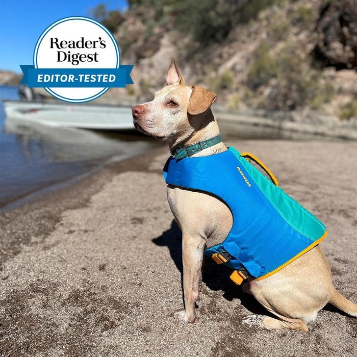Dog in a ruffler life jacket at the beach