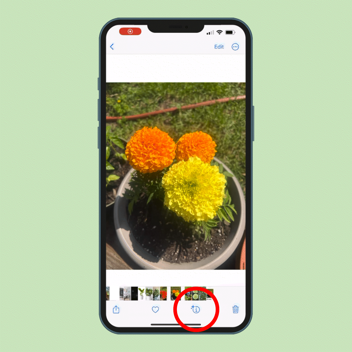 Rd How Can I Identify A Plant With My Phone Gettyimages