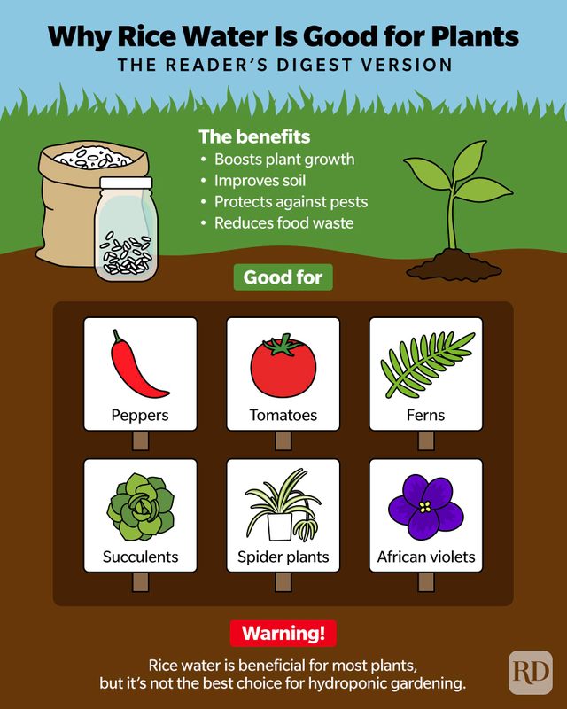 Why Rice Water Is Good For Plants Infographic