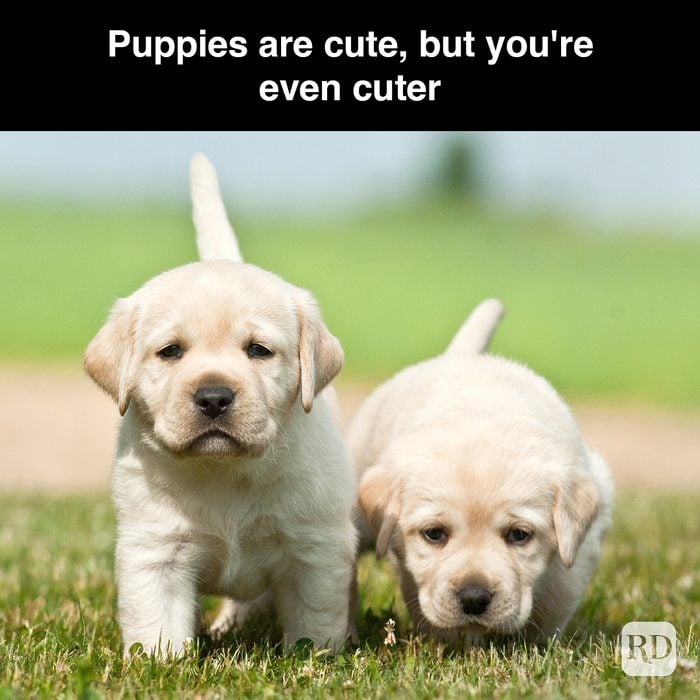 50 Puppies Are Cute But You're Even Cuter Gettyimages 641617576