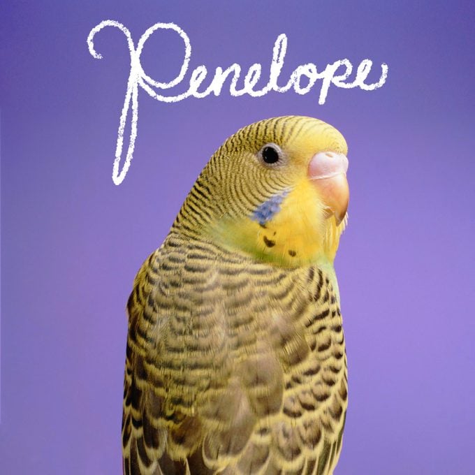 Bird name handwritten on an image of a pet bird
