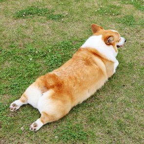 Welsh Corgi with legs outstretched behind in the grass