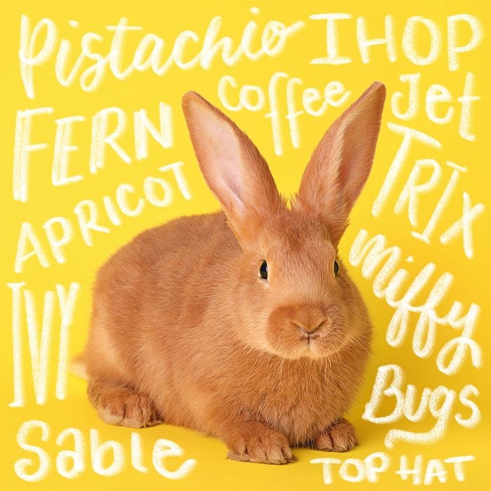 Cute Bunny On Yellow Background with written names around the frame