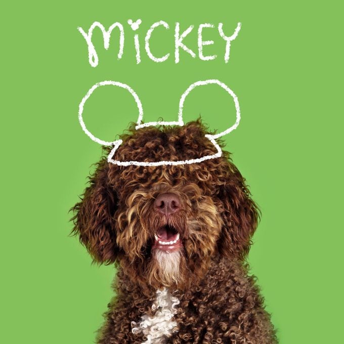 Disney Inspired Dog Names Mickey