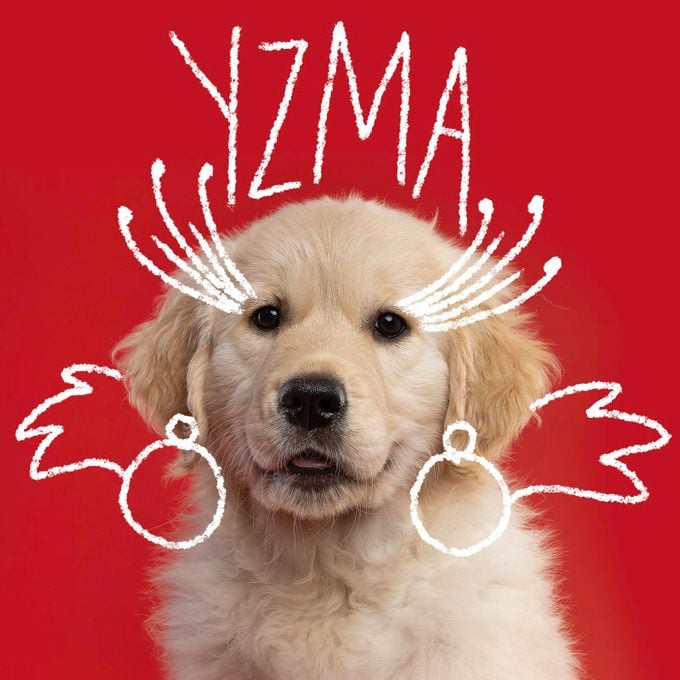 Disney Inspired Dog Names Yzma