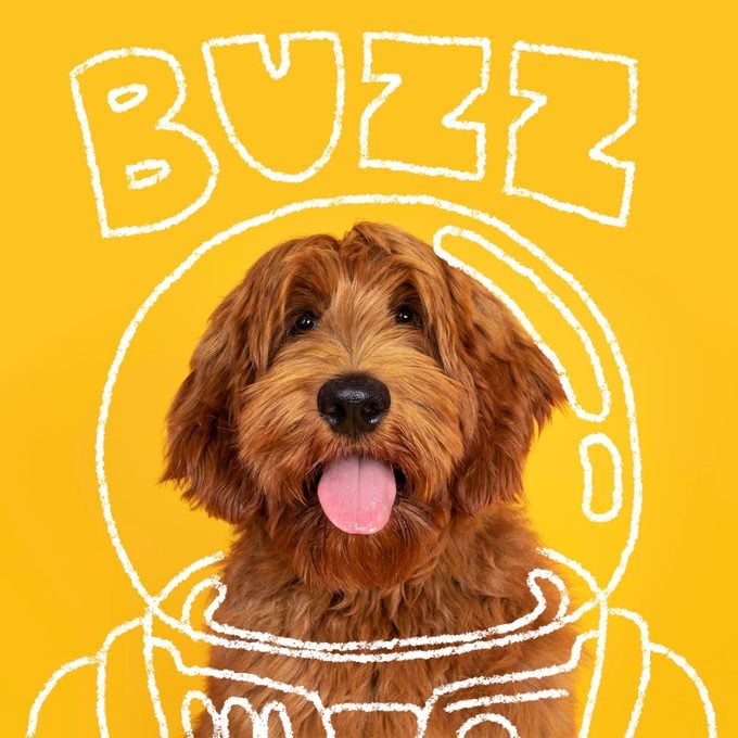 Disney Inspired Dog Names Buzz