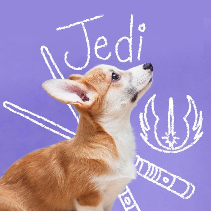 Disney Inspired Dog Names Jedi