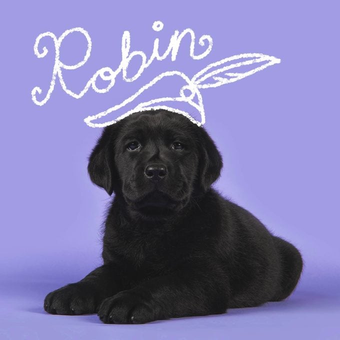 Disney Inspired Dog Names Robin