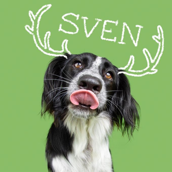 Disney Inspired Dog Names Sven