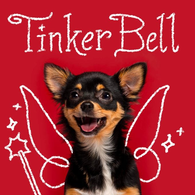 Disney Inspired Dog Names Tinker Bell