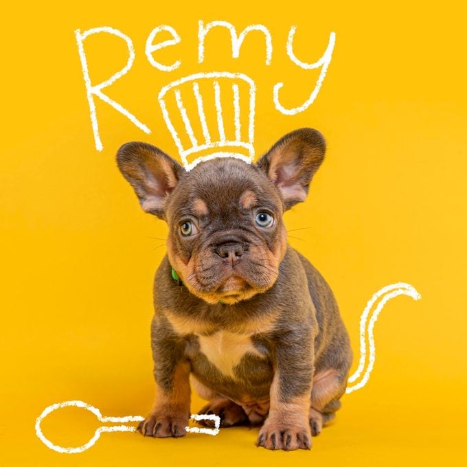 Disney Inspired Dog Names Remy