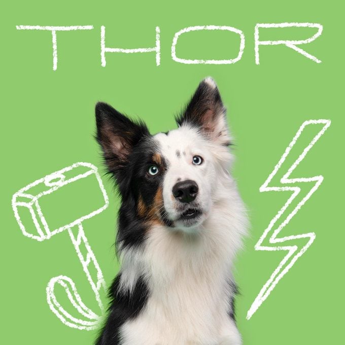 Disney Inspired Dog Names Thor