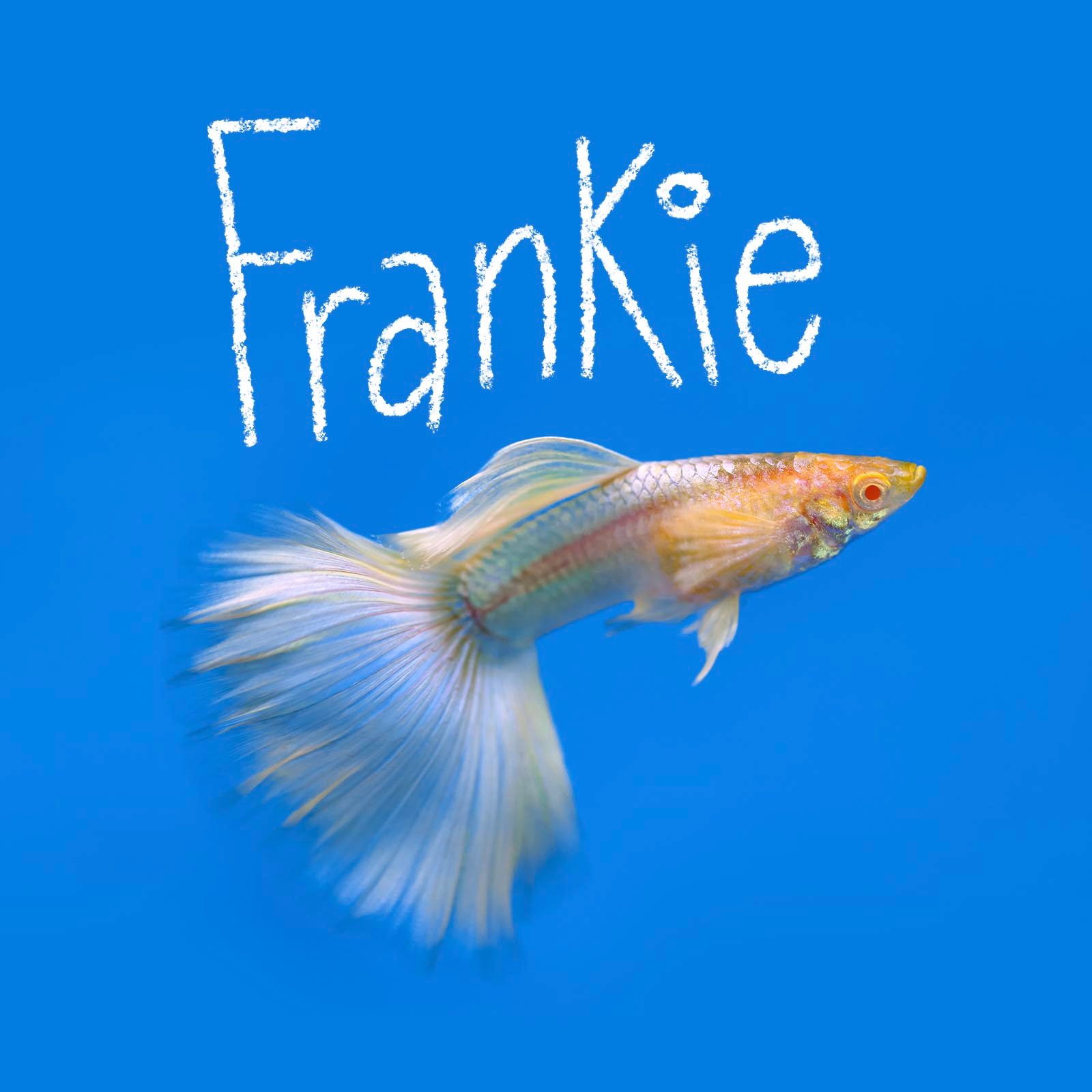 130+ Best Fish Names That Will Be the Envy of the Tank [2024]