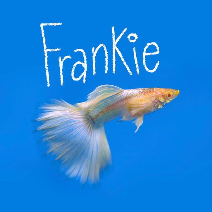 Fish name handwritten on an image of a fish