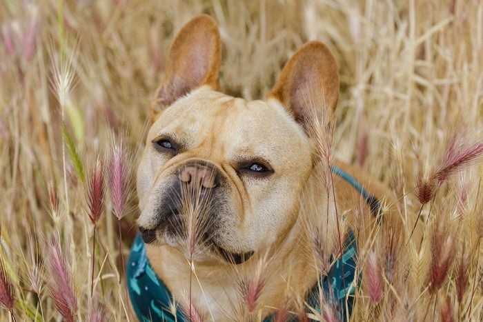 French Bulldog sitting in Foxtail Field in Northern California