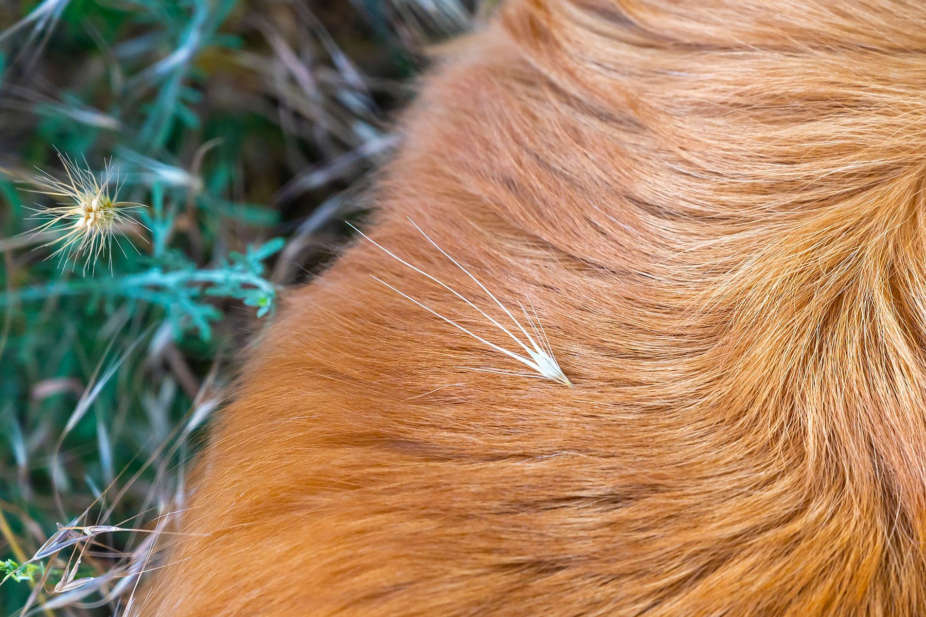 Dried spike of foxtail grass in the red hair of a long-haired dog
