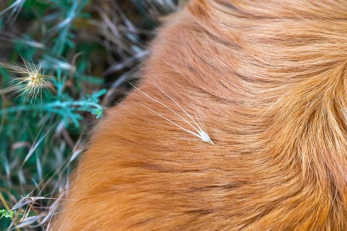 Dried spike of foxtail grass in the red hair of a long-haired dog