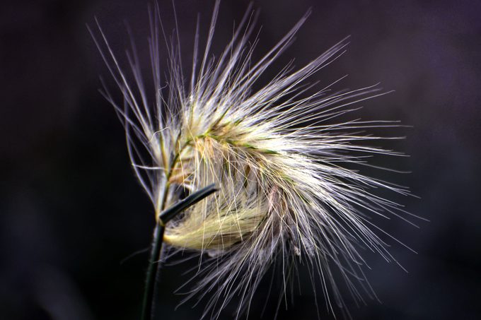 a Macro close-up of a Foxtail Plant Pictured on a black background