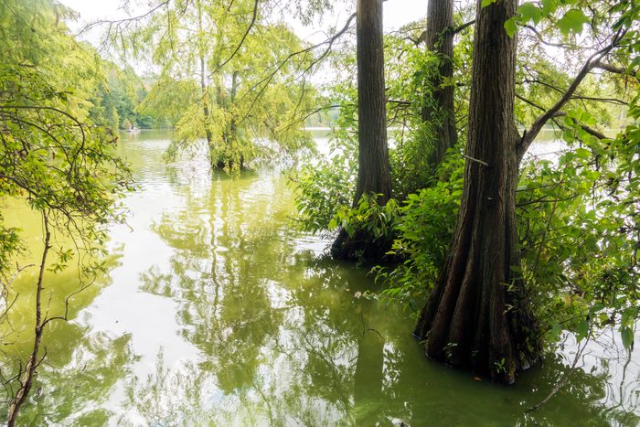 Bald Cypress Trees at Trap Pond State Park, a hidden gem in Delaware