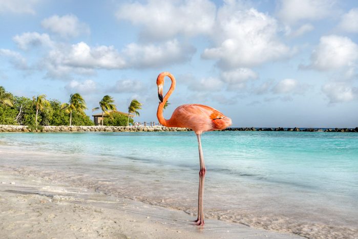 Flamingo beach, a Renaissance island, Aruba