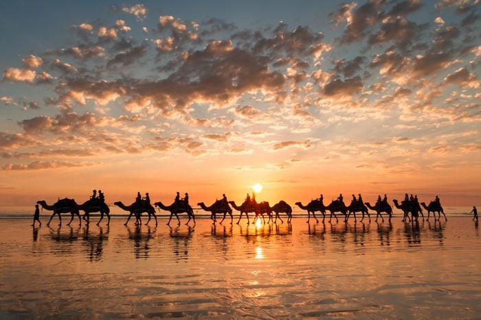 Sunset silhouette of the camels on Cable Beach, Broome, Western Australia.