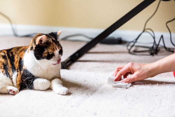 Calico cat face tongue funny humor on carpet inside indoor house home with hairball vomit stain and woman owner cleaning rubbing paper towel on floor