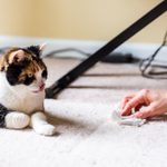 How to Stop Your Cat from Peeing on the Carpet
