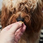These Viral Dog Salmon Bites Alleviate Dry and Itchy Skin