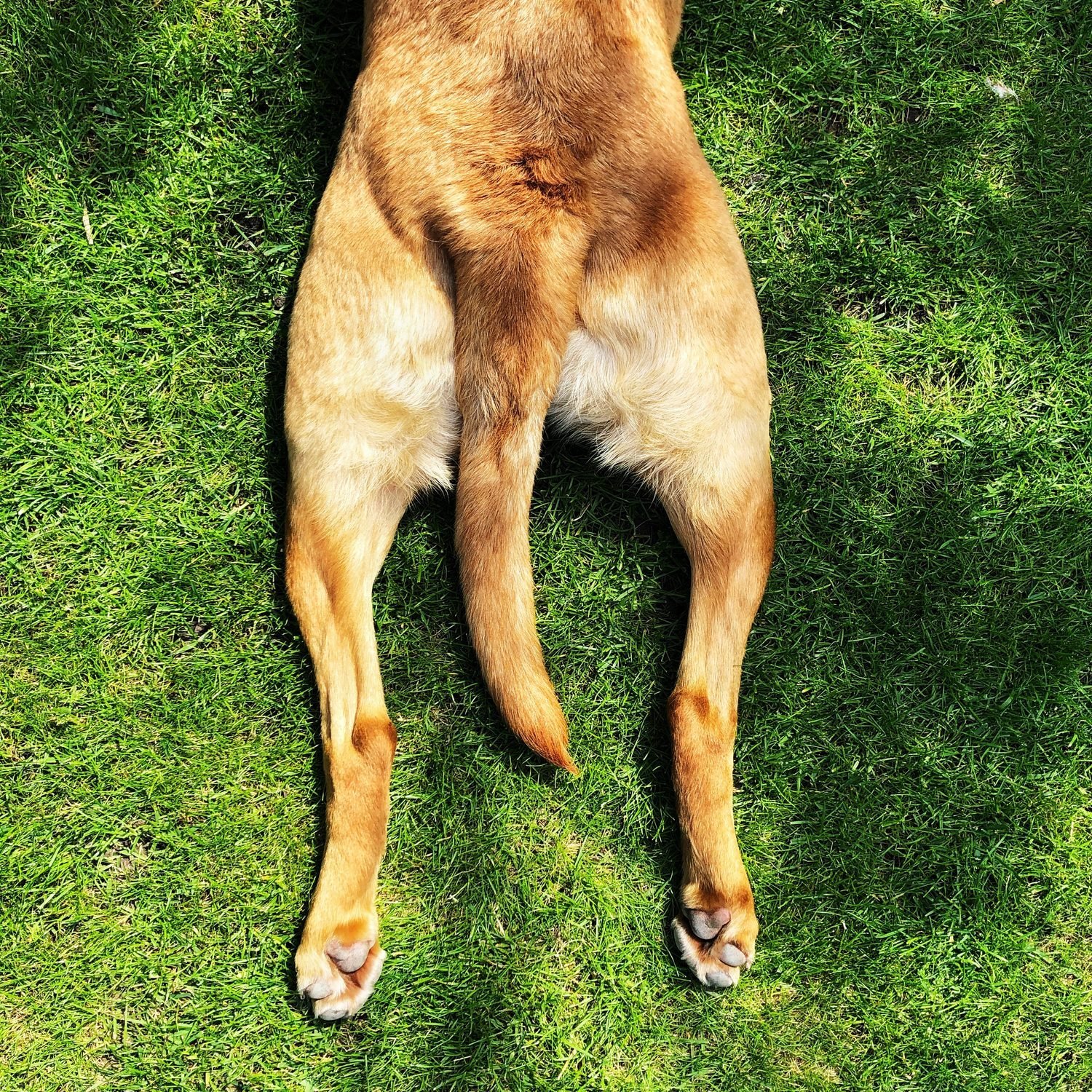 Funny pet image of a dog with outstretched back legs in a sploot position