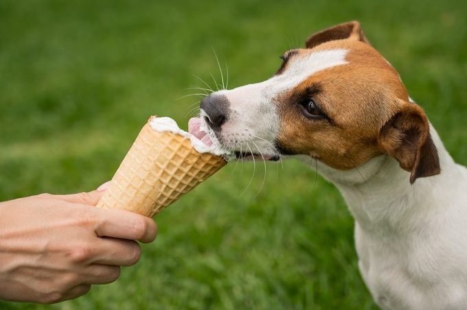 Can Dogs Eat Ice Cream? Vets Weigh In | Trusted Since 1922