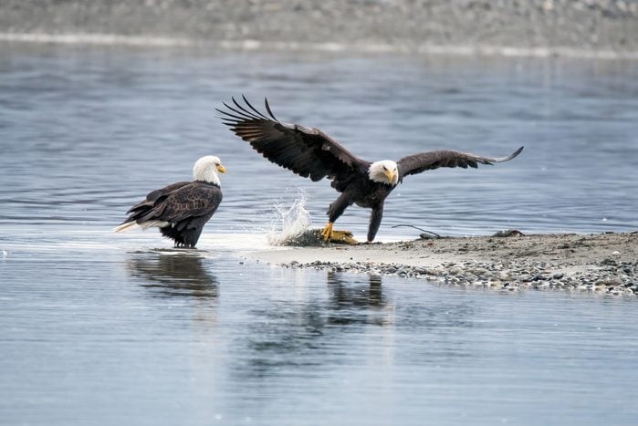 Two Alaska Bald Eagles at Alaska's Hidden Gem Alaska Chilkat Bald Eagle Preserve