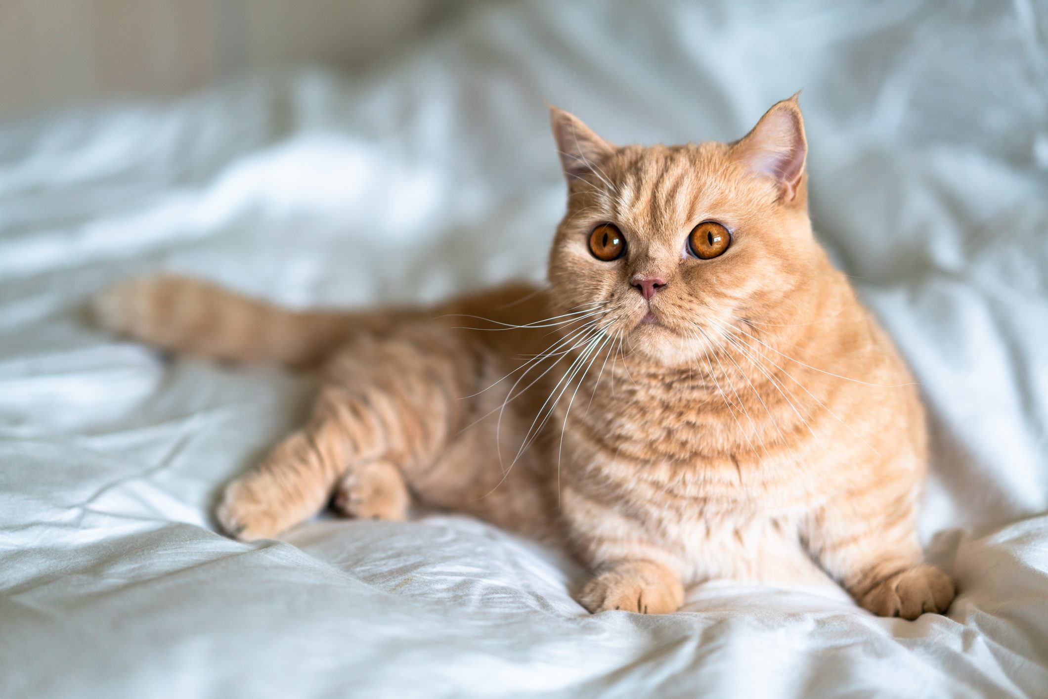 14 Adorable Small Cat Breeds That Are Perfect for Families