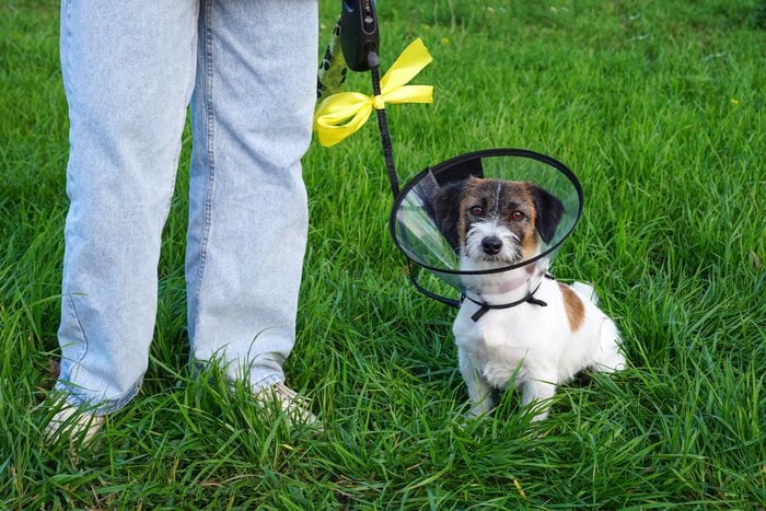 Sick dog wearing a funnel collar and a yellow ribbon tied on its leash for a walk.
