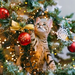 The cat looks out from the branches of a decorated Christmas tree