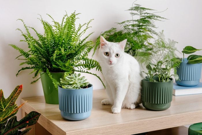 Cute white cat sitting on table near indoors houseplants. Cozy home background with domestic fluffy pet. Modern home garden interior.
