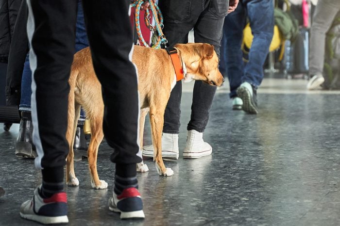 Traveling with animals concept. Dog in line of people at airport