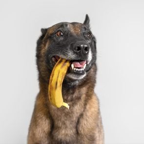 Banner of a funny belgian malinois dog with a banana in his mouth fruits for dogs