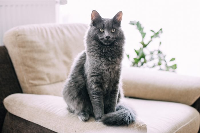 A beautiful seven-month-old gray Maine Coon kitten sits on an armchair at home. Rest and relaxation