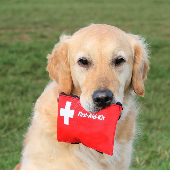 Dog with First-Aid-Kit