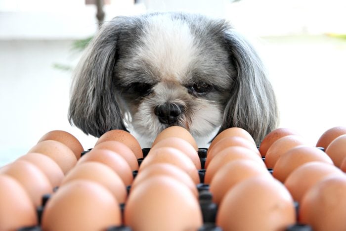 Dog staring at rows of brown eggs.