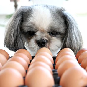 The Dog watching egg.