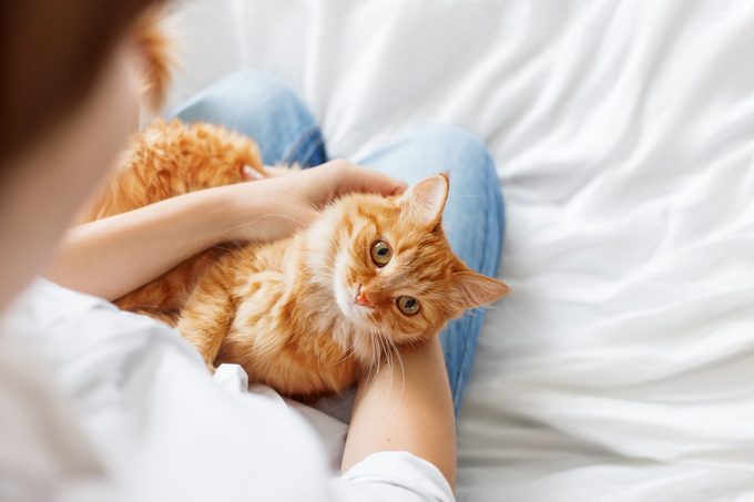 Ginger cat lies on woman's hands.