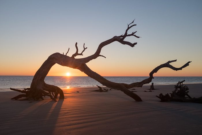 Sunrise on Jekyll Island Driftwood Beach
