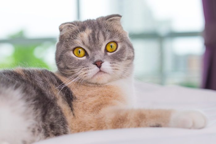 close up portrait of a Scottish fold cat on bed looking at camera